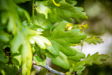 oak leaf in a forest
