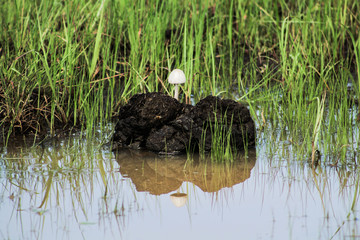 reflection of a mushroom growing in a puddle 