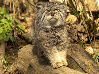 Pallas´ cat, Otocolobus manul, observes the work of a photographer