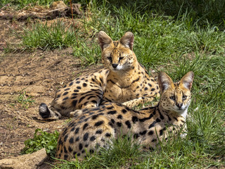 A pair of Servals, Leptailurus serval, lies on the grass and observes the surroundings