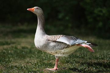 goose standing on one leg like dancing