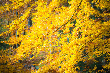 Stump of felled tree with messy roots in colorful autumn forest