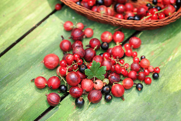 Macro fresh organic red and black currants, raspberries, gooseberries on a wooden aged green background. Place for text. Berries with a wooden wicker basket. Home harvest