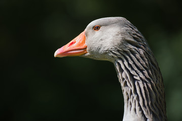 closeup portrait of a goose head