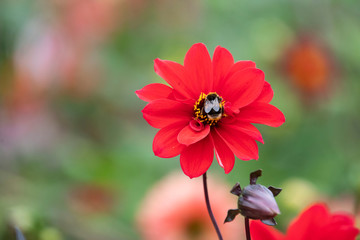 Close up of a bee on a red Dahlia 'Bishop of Llandaff' flower