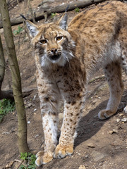 A female Scandinavian lynx, Lynx lynx lynx, observes the work of a photographer