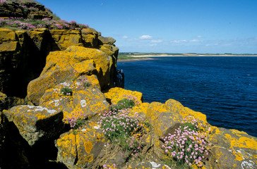 Réserve Saint Abb's, Ecosse, Grande Bretagne, Armérie maritime, Armeria maritima