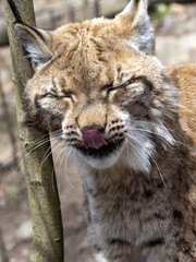 A female Scandinavian lynx, Lynx lynx lynx, licks her snout