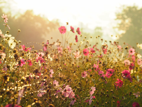 Silhouette pink cosmos flower in the field over sunrise sky © pkanchana
