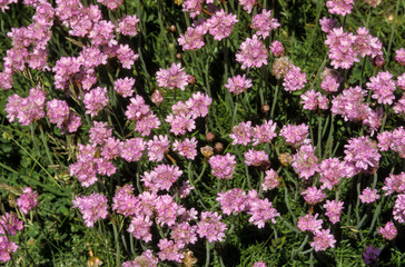 Armérie maritime, Armeria maritima