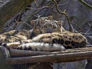 The snow leopard, Panthera uncia, observes the surroundings on an elevated spot