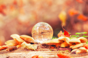 Crystal ball on autumn leaves at sunny woodland