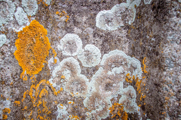 lichen on stone