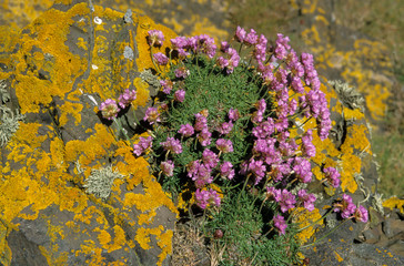 Armérie maritime, Armeria maritima