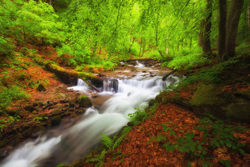 River in the forest. Green summer woodland and creek