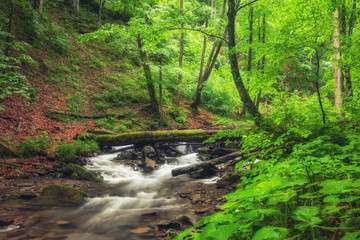Fototapeta na wymiar River in the forest. Green summer woodland and creek