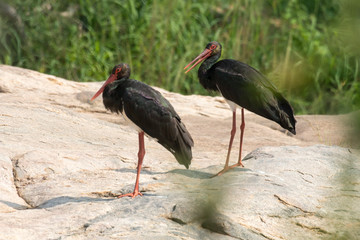 Cigogne noire,.Ciconia nigra, Black Stork