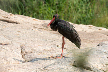 Cigogne noire,.Ciconia nigra, Black Stork