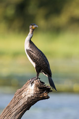 Cormoran à poitrine blanche,.Phalacrocorax lucidus, White breasted Cormorant