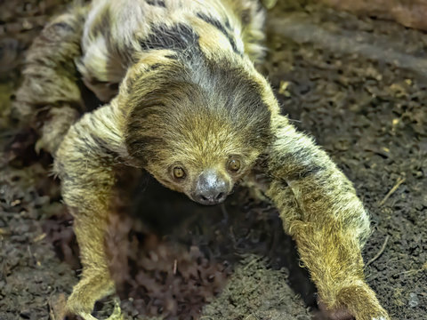 Linne's two-toed sloth, Choloepus didactylus, descended to the ground. which is unusual
