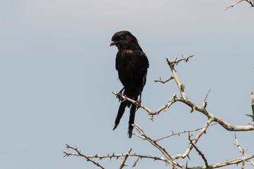 Corvinelle noir et blanc,.Urolestes melanoleucus, Magpie Shrike