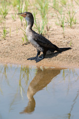 Cormoran africain,.Microcarbo africanus, Reed Cormorant