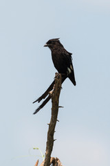 Corvinelle noir et blanc,.Urolestes melanoleucus, Magpie Shrike