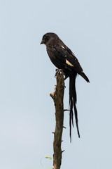 Corvinelle noir et blanc,.Urolestes melanoleucus, Magpie Shrike