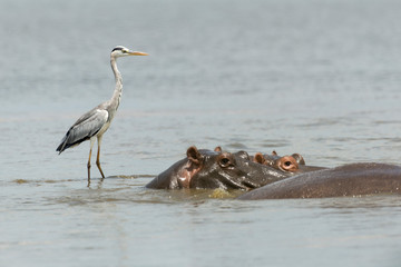 Héron cendré, Ardea cinerea,  Grey Heron, Hippopotame, Hippopotamusa amphibius, Parc national Kruger, Afrique du Sud