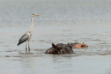 Héron cendré, Ardea cinerea,  Grey Heron, Hippopotame, Hippopotamusa amphibius, Parc national Kruger, Afrique du Sud