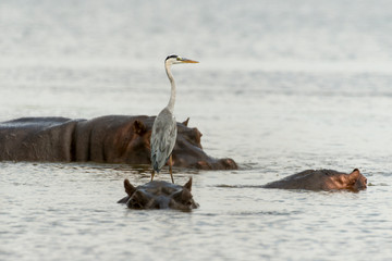 Fototapeta premium Héron cendré, Ardea cinerea, Grey Heron, Hippopotame, Hippopotamusa amphibius, Parc national Kruger, Afrique du Sud