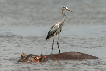 Héron cendré, Ardea cinerea,  Grey Heron, Hippopotame, Hippopotamusa amphibius, Parc national Kruger, Afrique du Sud