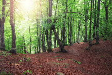 nature tree . pathway in the forest with sunlight backgrounds.