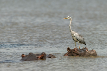Héron cendré, Ardea cinerea,  Grey Heron, Hippopotame, Hippopotamusa amphibius, Parc national Kruger, Afrique du Sud