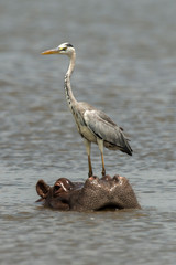 Héron cendré, Ardea cinerea,  Grey Heron, Hippopotame, Hippopotamusa amphibius, Parc national Kruger, Afrique du Sud