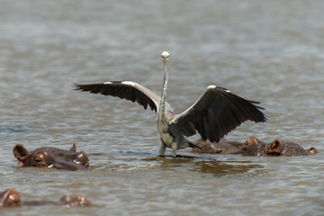 Héron cendré, Ardea cinerea,  Grey Heron, Hippopotame, Hippopotamusa amphibius, Parc national Kruger, Afrique du Sud