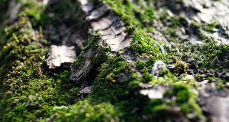 moss on a tree, macro, in the forest
