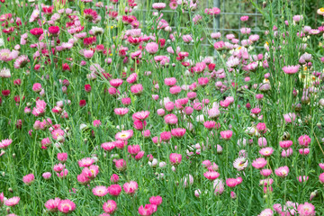 Fiels of English Daisies or Pink Bellis in bloom