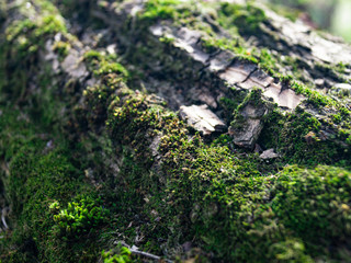 moss on a tree, macro, in the forest