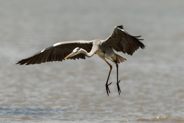 Héron cendré, Ardea cinerea, Grey Heron