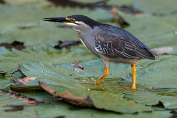 Héron strié,.Butorides striata, Striated Heron