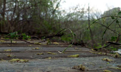 forest, early spring. 