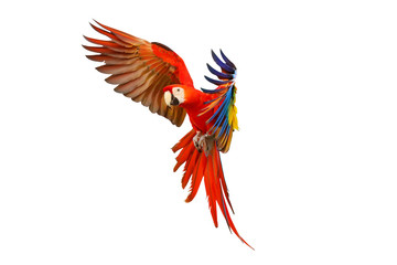 Scarlet macaw parrot flying isolated on white background. - obrazy, fototapety, plakaty