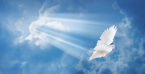 Dove in the air with wings wide open