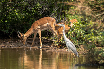 Impala, Aepyceros melampus