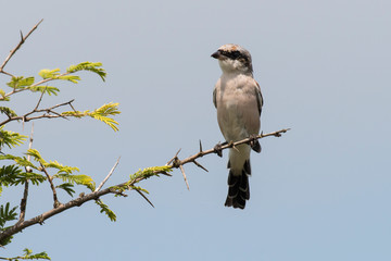 Pie grièche écorcheur,.Lanius collurio, Red backed Shrike, immature