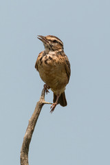 Pipit africain,.Anthus cinnamomeus, African Pipit