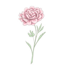 Light elegant rose 300 dpi digital illustration