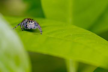 Saltic (jumping spider) on lemon leaves 