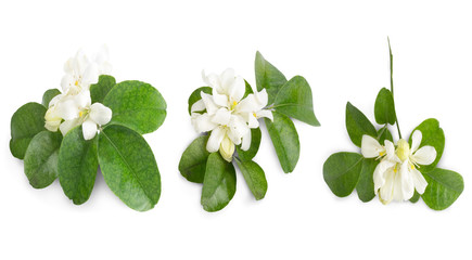 Naklejka premium Murraya paniculata flower isolated on white.Clipping Path.
